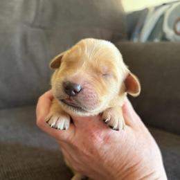 Grey Collar - Golden male Golden Retriever puppy in Mountain Home, Idaho from Poppy's Garden Golden Retrievers