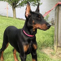 Gemma - Doberman Pinscher