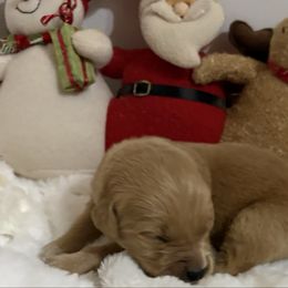 Brie - Dark golden female Golden Retriever puppy in Seville, Ohio from Retriever Ranch