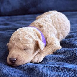 Purple - Apricot female Goldendoodle puppy in Mount Pleasant, Utah from Betty's Goldendoodles