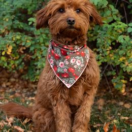 Maggie - Goldendoodle