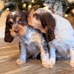 English Springer Spaniel Puppies from Willow Creek Farms