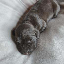 Lyndy - Liver female German Shorthaired Pointer puppy in Enfield, Illinois from Wilson Farm GSPs