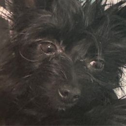 Violet - Yorkshire Terrier