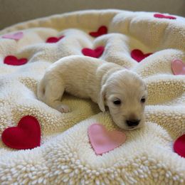 Caleb - Cream male Dachshund puppy in Trenton, Kentucky from Promise Land Puppies