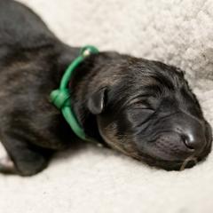 German Shepherd Puppies from Reign Land