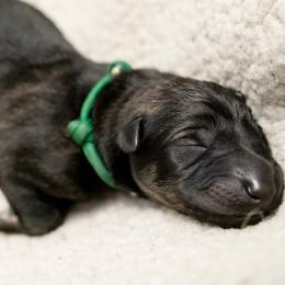 German Shepherd Puppies from Reign Land