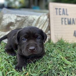 Labrador Retriever Puppies from The Homestead at Little Creek