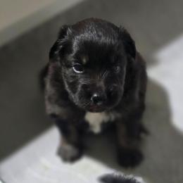 Sausage (Black tri) - Black tri-color male Australian Shepherd puppy in Rainsville, Alabama from Chaparro Farm Aussies