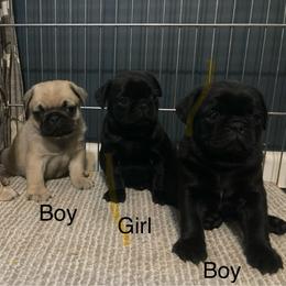 Fawn Male - Fawn male Pug puppy in Barry, Illinois from Tina’s Pugs