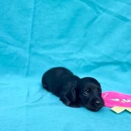 Marina (TINY) - Black and tan female Dachshund puppy in Salters, South Carolina from Long-Pine Dachshund