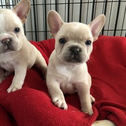 French Bulldog Puppies from Roughneck Frenchies