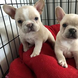 French Bulldog Puppies from Roughneck Frenchies
