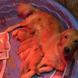 Dawn - Golden Retriever