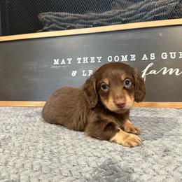 Colt - Chocolate and tan male Dachshund puppy in Stilwell, Oklahoma from B & K Dachshunds