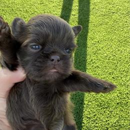 Princess mocha - Chocolate female Shih Tzu puppy in Coolidge, Arizona from Shih Tzu’s  ‘N’ Love