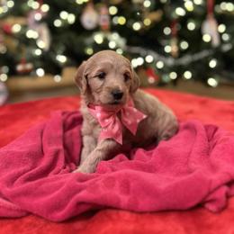 Aurelia - Apricot female Goldendoodle puppy in Stroudsburg, Pennsylvania from Momma’s Mini Goldendoodles