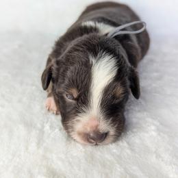 Grey collar - Red tri-color male Australian Shepherd puppy in Coulee City, Washington from Mr and Mrs Doodle Farm