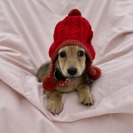 Dunstan price is 5000dollars - Cream male Dachshund puppy in Crystal, Michigan from Mare-bella Dachshunds