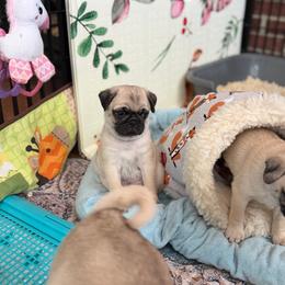 Meatball - Fawn male Pug puppy in Saint Pauls, North Carolina from Copperfield’s Goldens