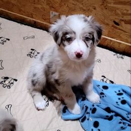 Hazel - Red merle female Australian Shepherd puppy in Lubbock, Texas from Barn Raised Aussies