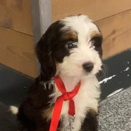 Bernedoodle Puppies from Petite Bernedoodles