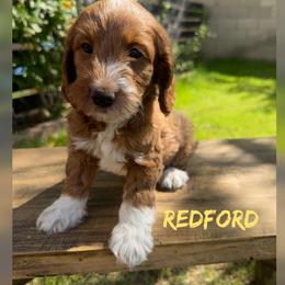 Redford - Red  male Goldendoodle puppy in Glendale, Arizona from Follow Your Bliss Doodles