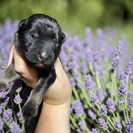Sombrero - Sable male German Shepherd puppy in Oakland, Oregon from VHM German Shepherds
