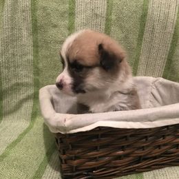 Pembroke Welsh Corgi Puppies from A&A’s Adorable Corgis