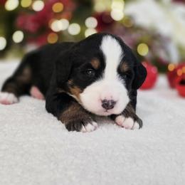 Rocky - Black rust and white male Bernese Mountain Dog puppy in Elk Ridge, Utah from Sugarplum Bernese