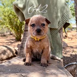Ms. Yasmin (AKC) - Red mottled female Australian Cattle Dog puppy in Sahuarita, Arizona from A2 Australian Cattle Dogs