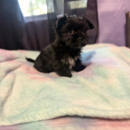 Coal - Black and tan male Yorkshire Terrier puppy in Billingsley, Alabama from Southern Yorkies of Bama