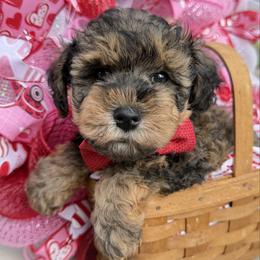 ESA lines David handsome sable - Sable male Schnoodle puppy in Temple, Texas from Schnauzers Of Taylor