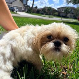Daisy - White female Shih Tzu puppy in Saint Johns, Florida from BEH Puppies LLC