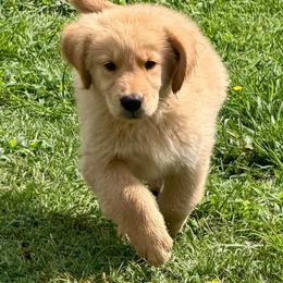 Simon - Golden male Golden Retriever puppy in Saint Pauls, North Carolina from Copperfield’s Goldens