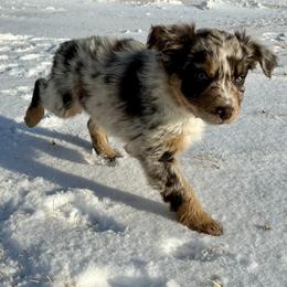 Nadia - Red merle female Australian Shepherd puppy in West Union, Iowa from Boundless Hearts Australian Shepherds LLC