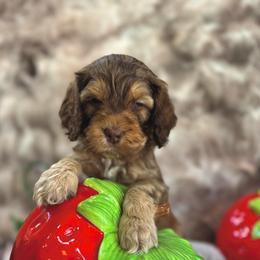 Rocky - Brown and tan male Cockapoo puppy in Midwest City, Oklahoma from Strawberry Hill Puppy Patch