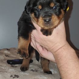 Rottweiler Puppies from vom Helligkeit
