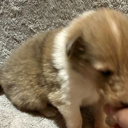 Girl 3 - Collie puppy from Collie Campo