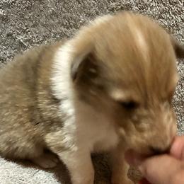 Girl 3 - Collie puppy from Collie Campo
