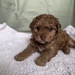 Poodle Puppies from Townsend Poodles