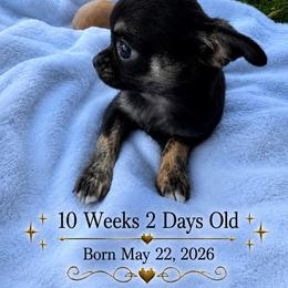 AKC Raven - Black and white female Chihuahua puppy in Columbus, Nebraska from Prancy Pawz