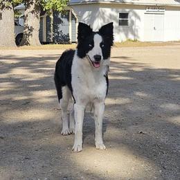 Athena - Sporty Mix