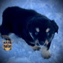 Texas - Black tri-color male Australian Shepherd puppy in El Dorado Springs, Missouri from HP Aussie Kennels