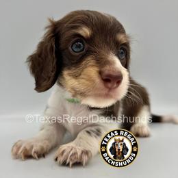 Chandler 2500 - Piebald male Dachshund puppy in Houston, Texas from Texas Regal Dachshunds LLC