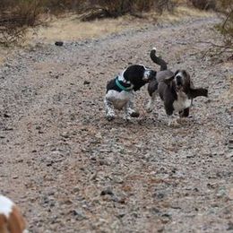 Basset Hound Puppies from Howlin Hounds