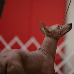 Peruvian Inca Orchid All Grown Up from Calypso Kennel