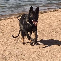 German Shepherds from Your Next Puppy