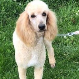 Poodles from M&M’s Poodles