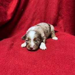Red Merle Male - Red merle male Toy Australian Shepherd puppy in Billings, Montana from Chapman's Aussies